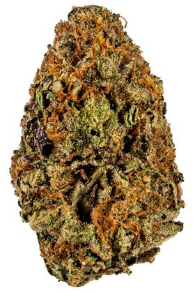 Crescendo - Hybrid Cannabis Strain