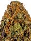 Crescendo Hybrid Cannabis Strain Thumbnail