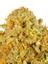 Cringer's Cookies Hybrid Cannabis Strain Thumbnail