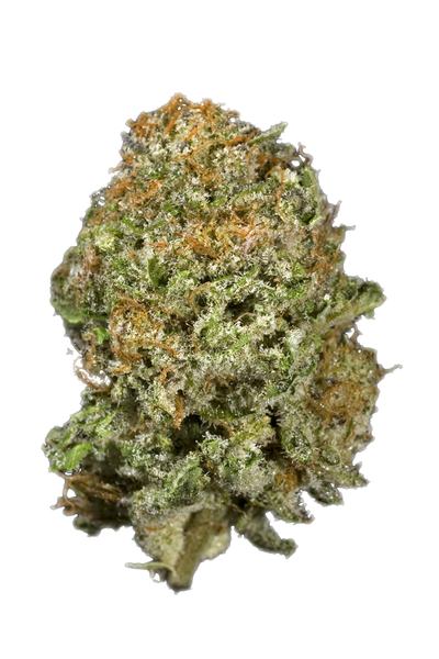 Critical Cheese - Híbrida Cannabis Strain