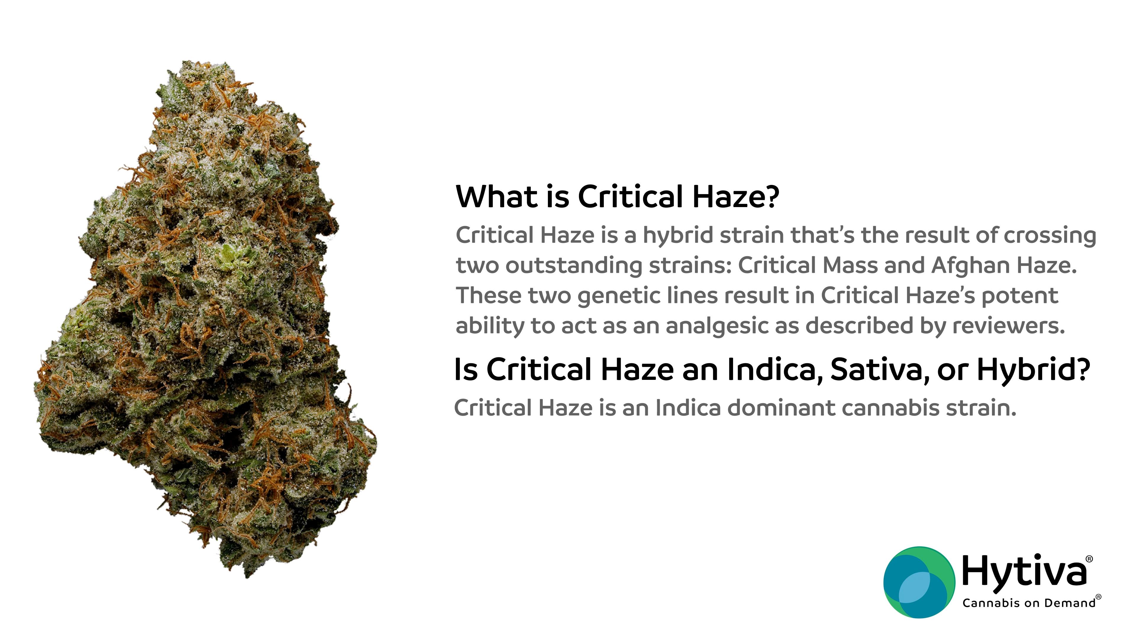 Critical Haze - Hybrid Strain
