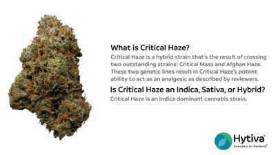 Critical Haze - Hybrid Strain