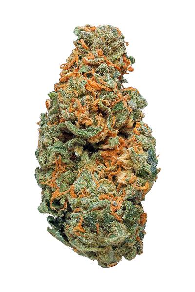 Critical Jack - 混合物 Cannabis Strain