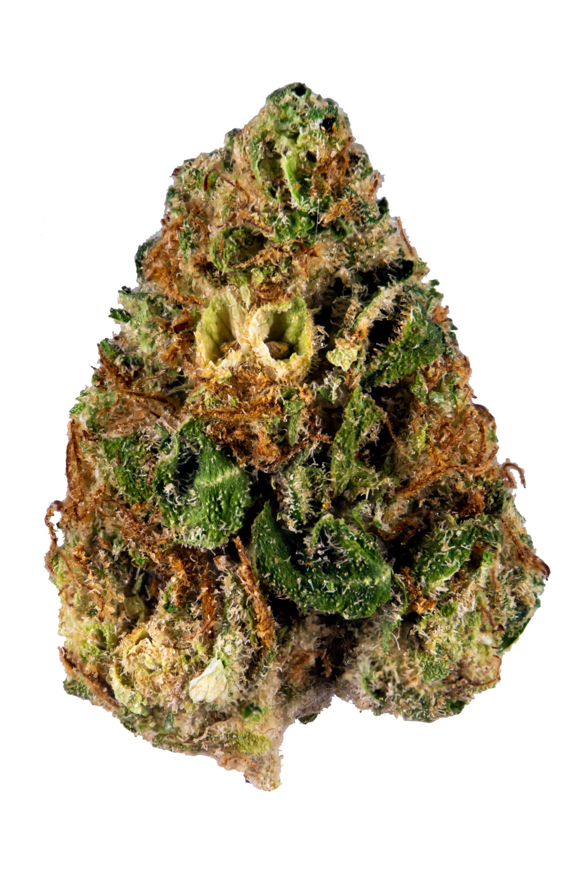 Critical Kush Strain - Hybrid Cannabis Video, CBD, THC, Terps : Hytiva