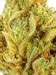 Daniel Ocean OG Hybrid Cannabis Strain Thumbnail
