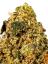 Dawgmo Cookies Hybrid Cannabis Strain Thumbnail