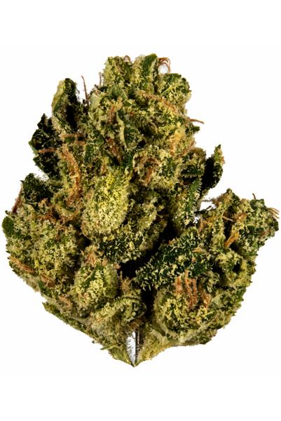 Platinum Desert Kush - Híbrido Cannabis Strain