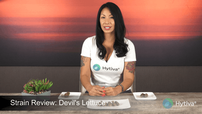 Devils Lettuce - Hybrid Strain
