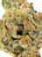 Dia De Los Muertos Hybrid Cannabis Strain Thumbnail