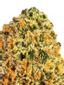 Diamond Master Hybrid Cannabis Strain Thumbnail
