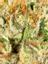Diamond Punch Hybrid Cannabis Strain Thumbnail