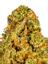 Dizzy Dream Hybrid Cannabis Strain Thumbnail