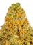 Dizzy Lato Hybrid Cannabis Strain Thumbnail