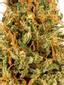 Do Si Durban Hybrid Cannabis Strain Thumbnail