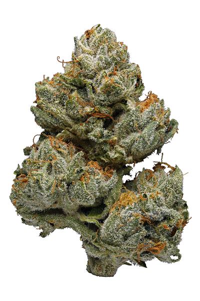 Doc's OG - Hybride Cannabis Strain