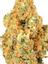 Dosi-G Hybrid Cannabis Strain Thumbnail