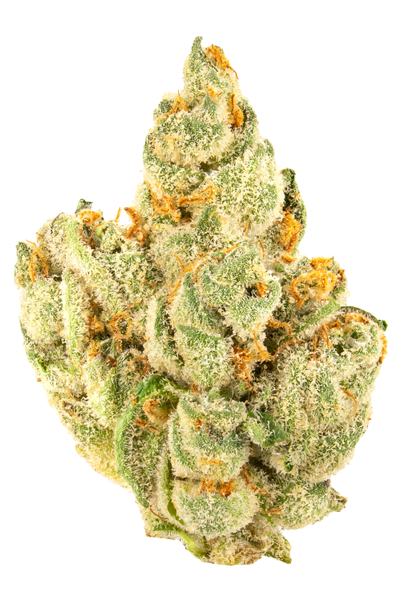 Dosi Punch - Híbrida Cannabis Strain