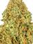 Dosi Woah Hybrid Cannabis Strain Thumbnail