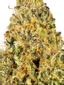 Dosilato #2 Hybrid Cannabis Strain Thumbnail