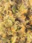 Drooler Hybrid Cannabis Strain Thumbnail