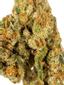 Drunk Driver Hybrid Cannabis Strain Thumbnail