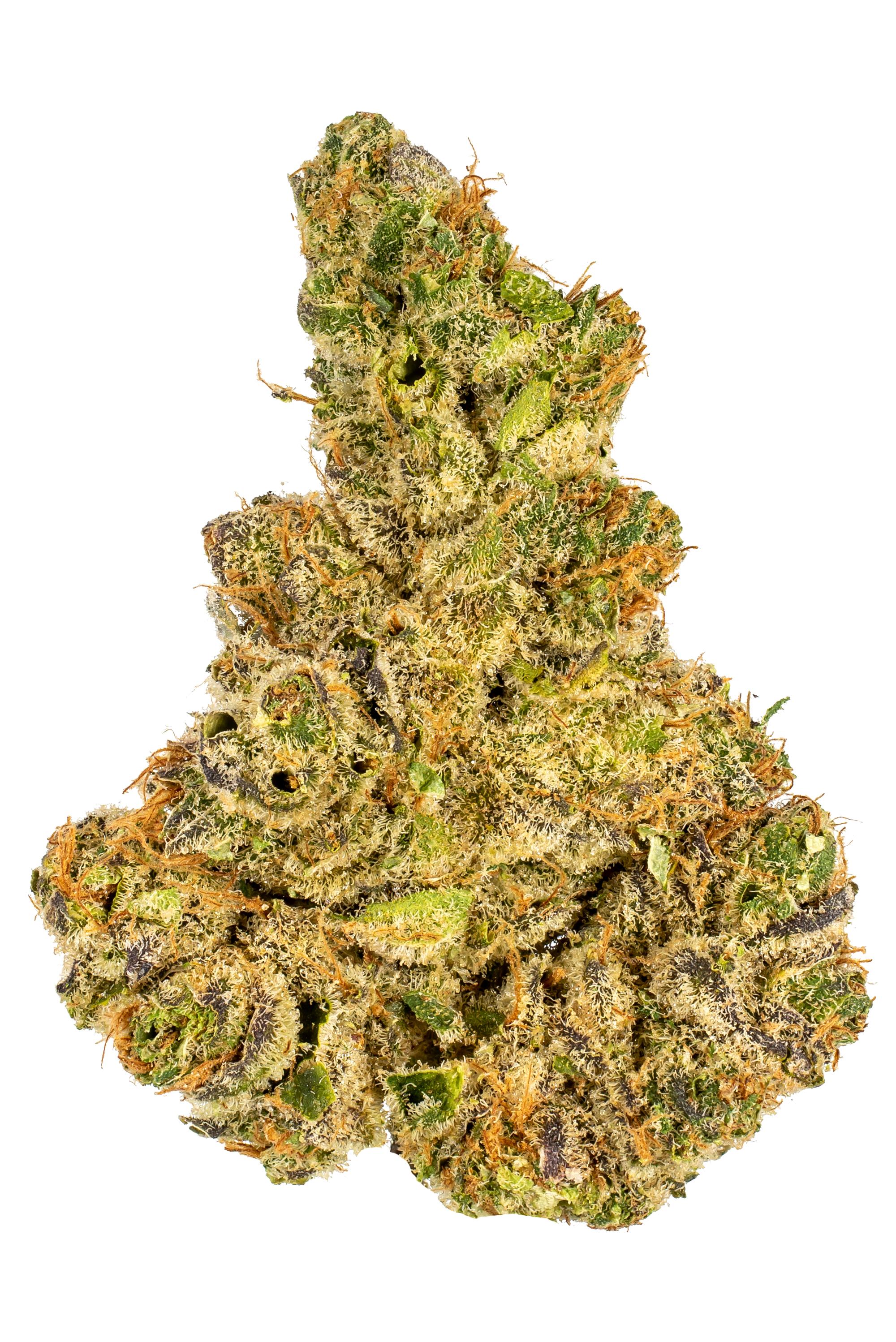 Gold Leaf OG Strain - Hybrid Cannabis Video, THC, Terpenes : Hytiva