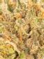 Dulce De Uva Hybrid Cannabis Strain Thumbnail