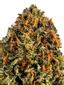 Durban Flame Hybrid Cannabis Strain Thumbnail