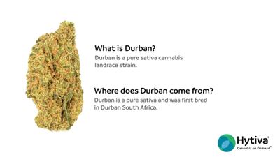 Durban - Sativa Strain