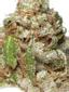 Edelweiss Hybrid Cannabis Strain Thumbnail