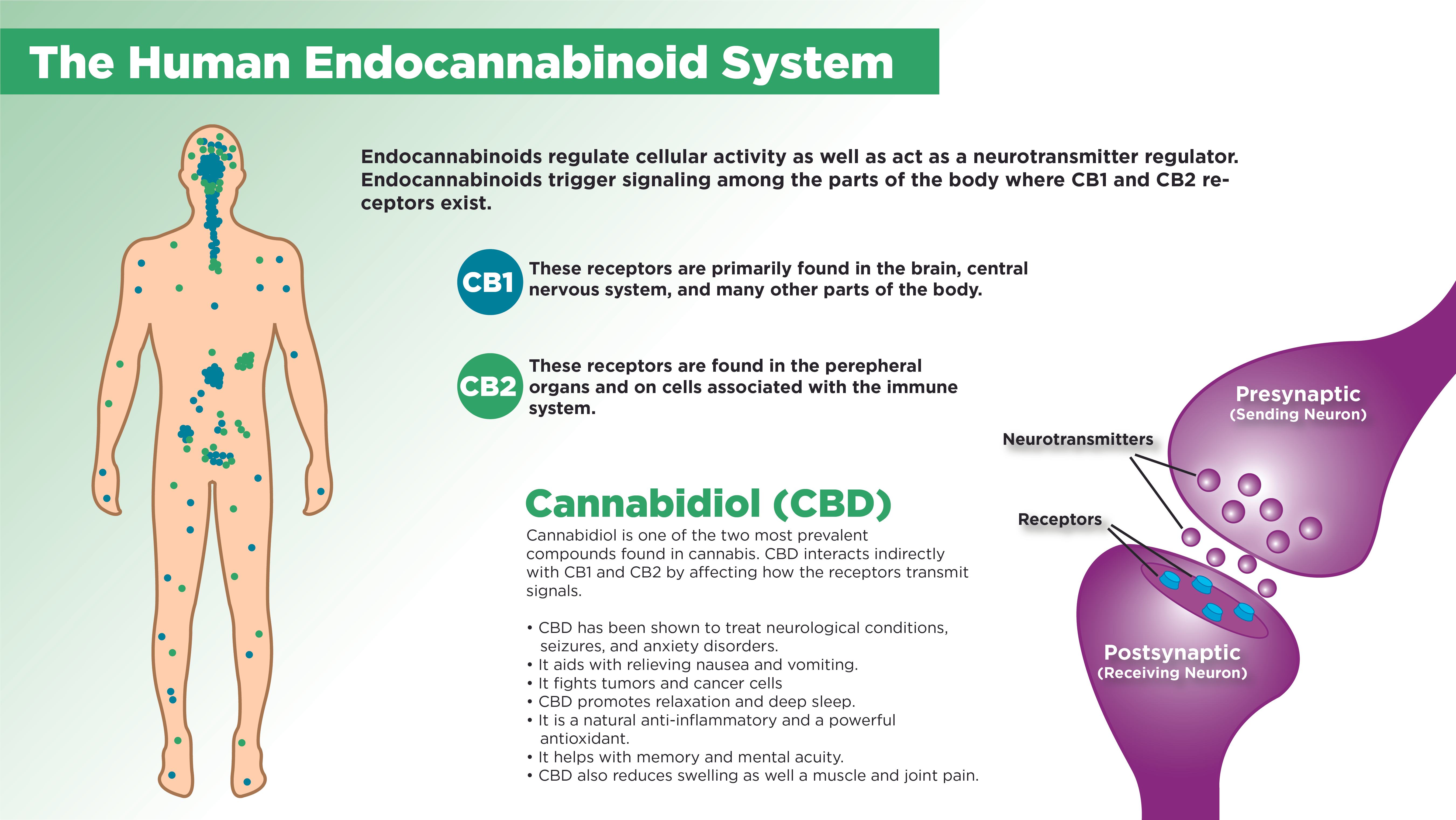 Colorful diagram of the human endocannabinoid system with definitions of CBD, CB1 and CB2 receptors and synaptic neurons.