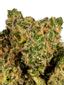 Exodus Kush Hybrid Cannabis Strain Thumbnail