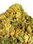 Fire Chem Hybrid Cannabis Strain Thumbnail