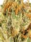 Flo White #7 Hybrid Cannabis Strain Thumbnail