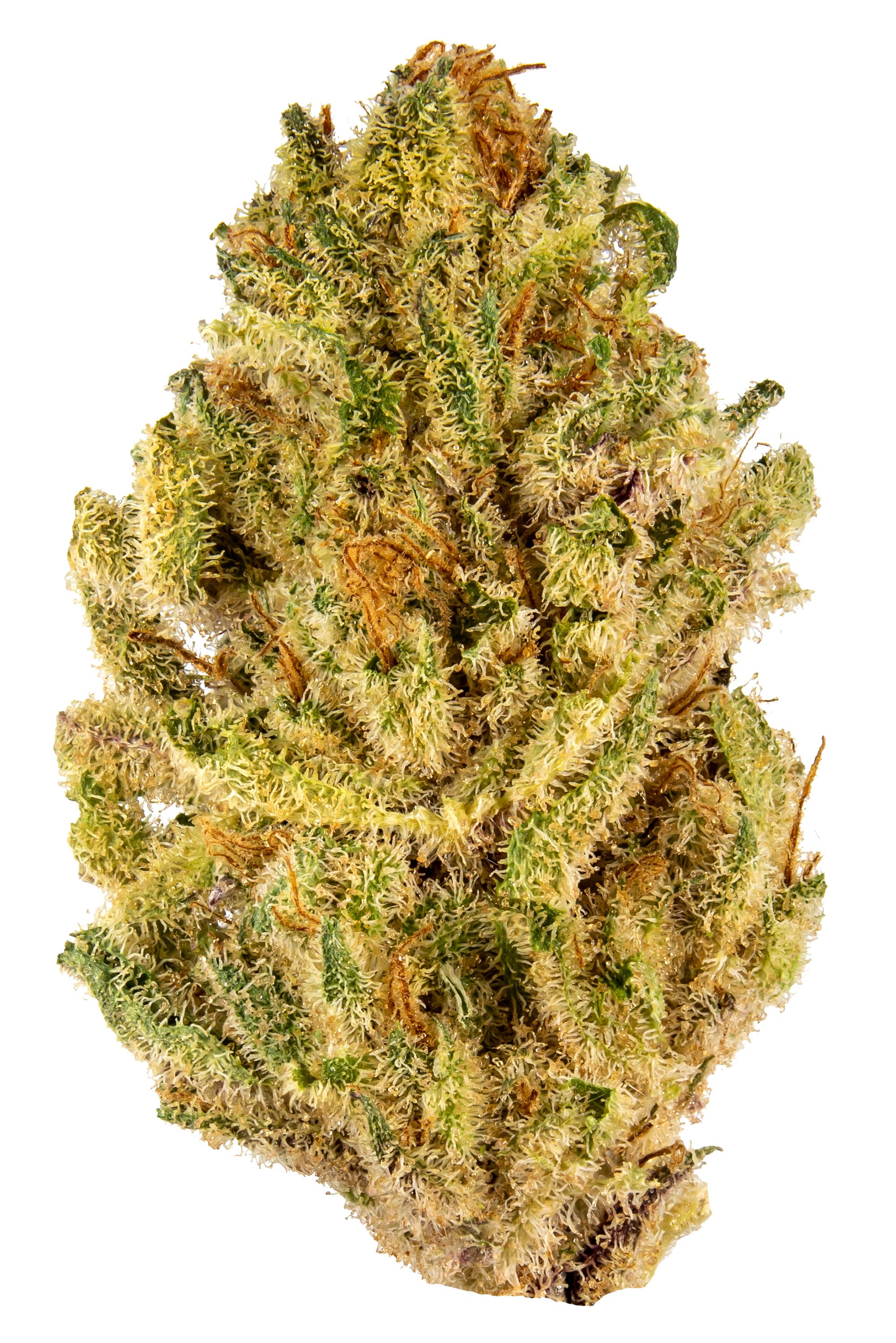 Gold Leaf OG Strain - Hybrid Cannabis Video, THC, Terpenes : Hytiva