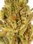 Flodica Hybrid Cannabis Strain Thumbnail