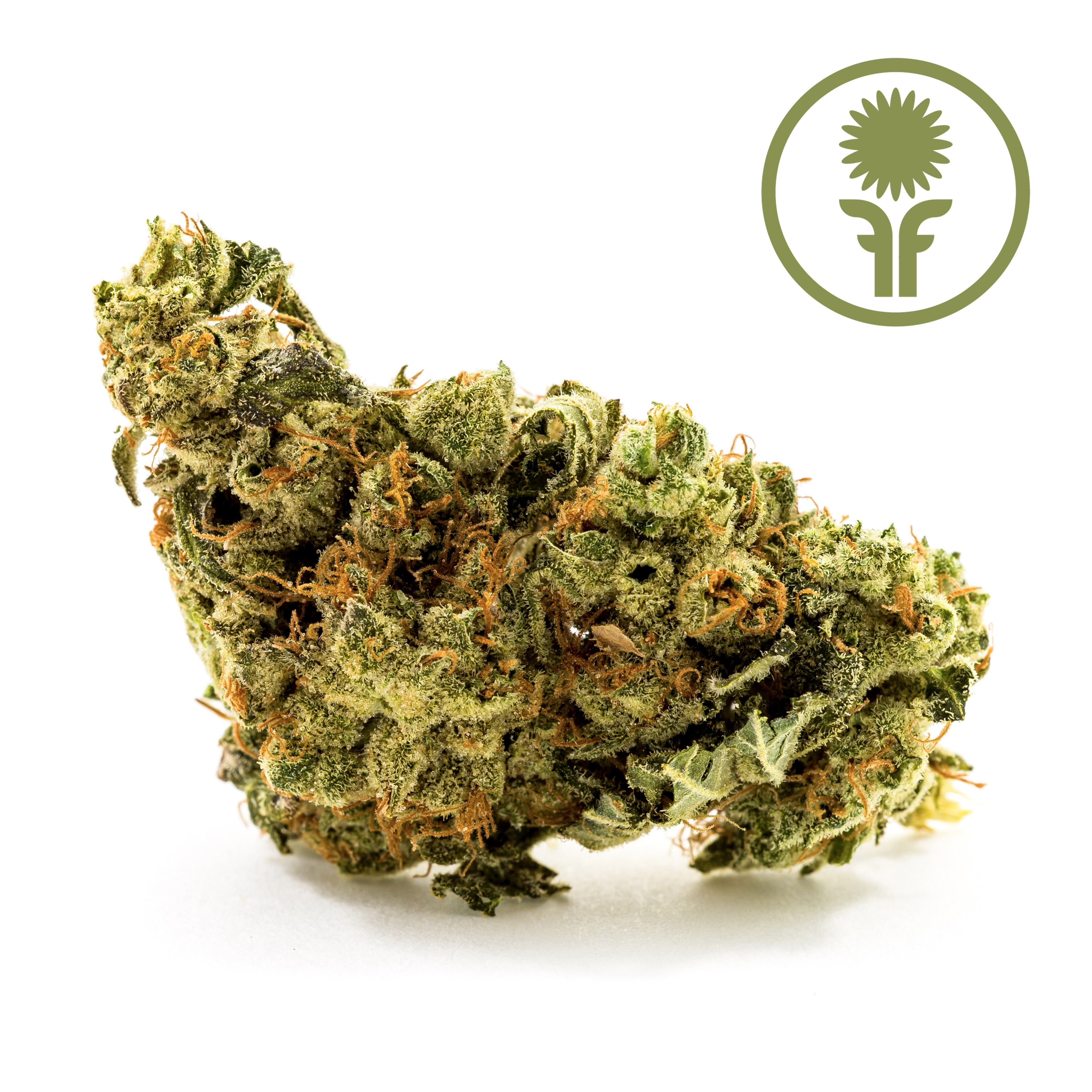 Motorbreath Product Image