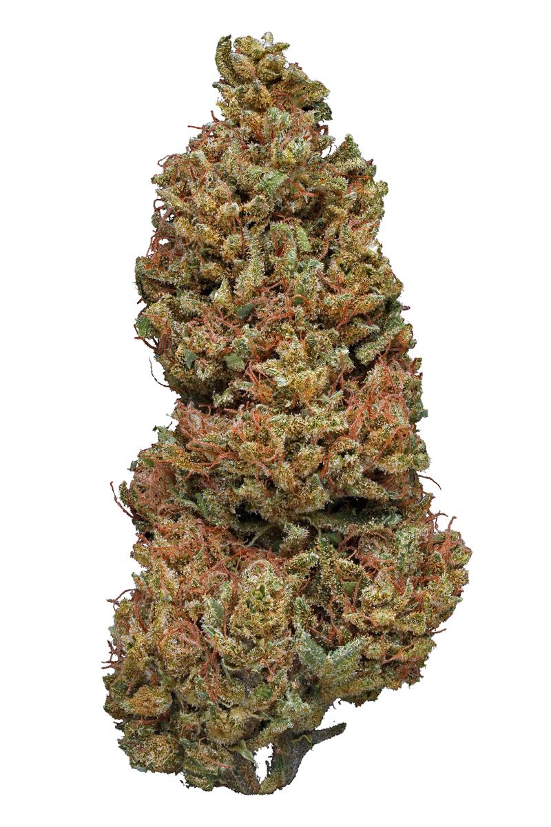 Foot Locker - Híbrida Cannabis Strain