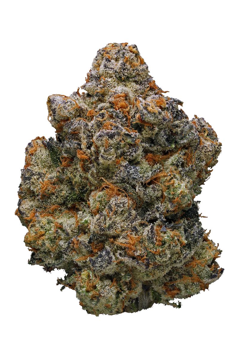 Forum Cookies - Hybrid Cannabis Strain