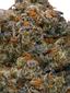 Forum Cookies Hybrid Cannabis Strain Thumbnail