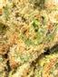 French Cookies Sativa Cannabis Strain Thumbnail