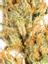 Frozen Margy Hybrid Cannabis Strain Thumbnail