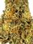 G-MAC Hybrid Cannabis Strain Thumbnail