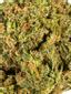 G Wagon Hybrid Cannabis Strain Thumbnail