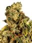 G6 Hybrid Cannabis Strain Thumbnail