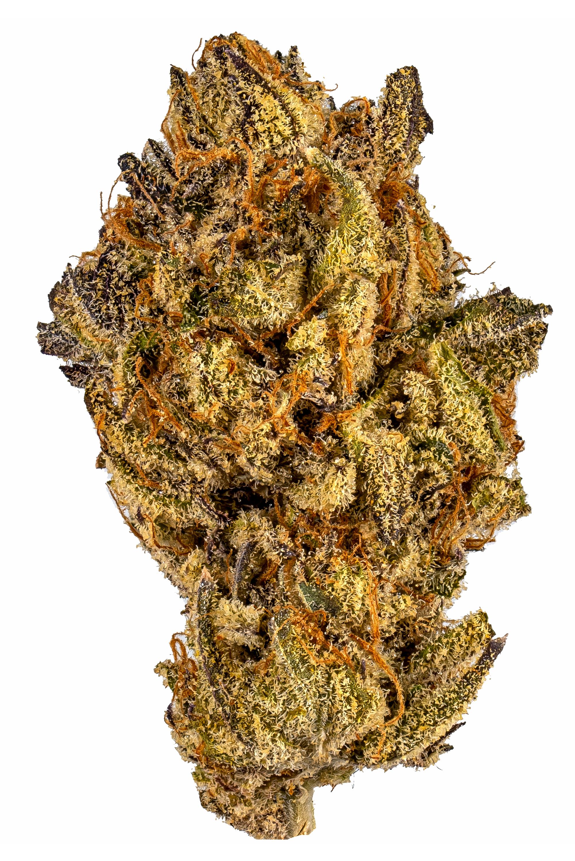 Galactic Gas - hybrid Cannabis Strain by Hytiva