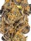 Garlic Sherbert Hybrid Cannabis Strain Thumbnail