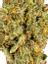 Garlotti Hybrid Cannabis Strain Thumbnail