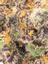 Gary Poppins Hybrid Cannabis Strain Thumbnail