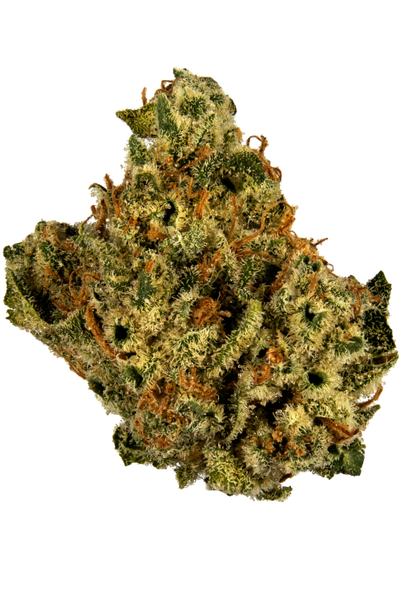 Gas Munkey - Hybrid Cannabis Strain